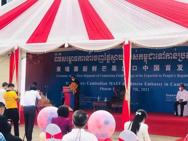 柬埔寨新鲜芒果首次出口中国的意义图2